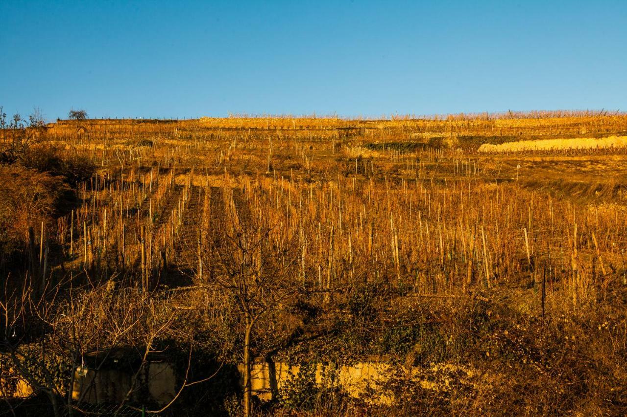 Gite Galerie Le 1892 Au Coeur Du Vignoble Рибовиль Экстерьер фото